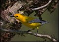 _1SB8585 prothonotary warbler